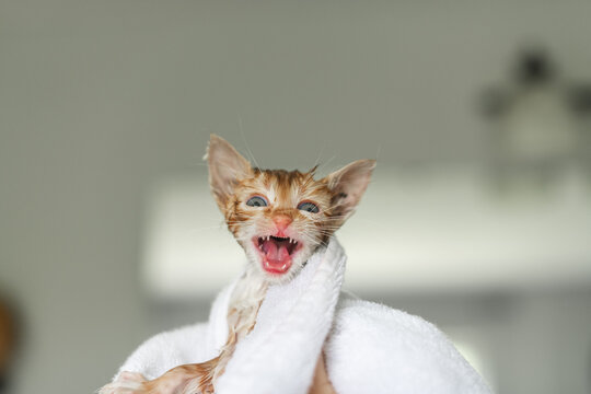 Kitten Bath time