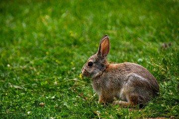 Cottontail rabbit in grass field holding dandelion in mouth