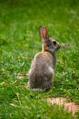 Cottontail rabbit looking over at camera facing right