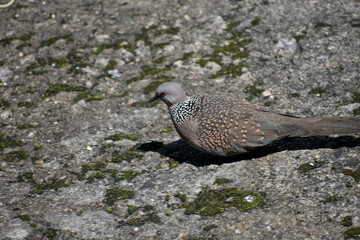 Wild spotted dove pecking for food on an urban ground.