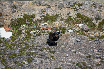 Common red-vented bulbul in its natural urban habitat.