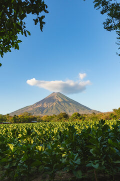 Tobacco plantation and volcano