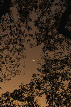 Crescent Moon Among Branches