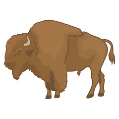 Male byson in yellowstone national park in vector and separate formats