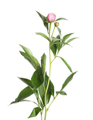 Peony plant with buds and leaves isolated on white