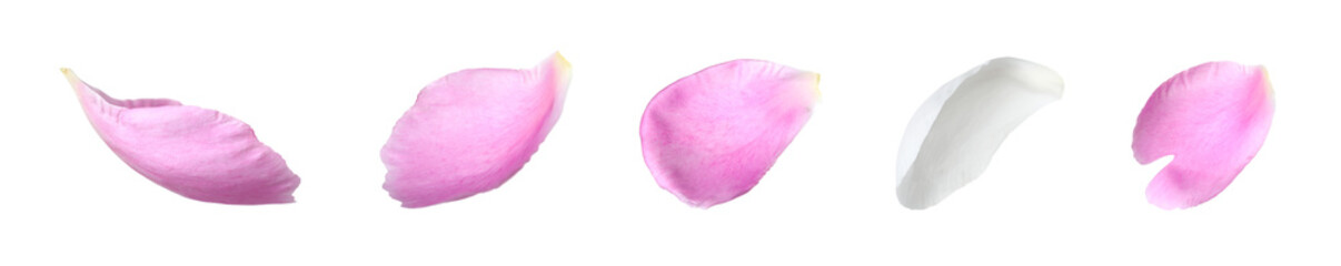 Beautiful peony petals on white background, set