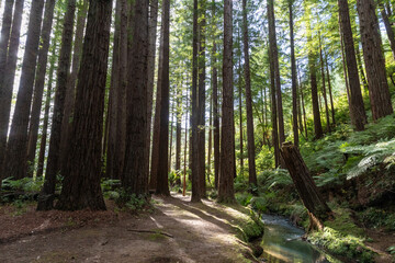Obraz premium Sunlight filters through towering redwood trees inOpoutere, Whangamata, Coromandel Peninsula, New Zealand. A small stream, highlighting the beauty and tranquility of nature.