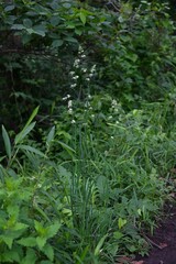 Orchard grass (Dactylis) flowers. Poaceae perennial plants. A weed that grows on roadsides and other places, it blooms in early summer and can cause hay fever.