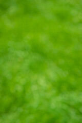 Defocused green background. Natural bokeh, blurred grass.