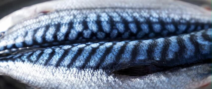 Anamorphic video Close up Mackerel Fish (Scomberomorus commerson) 