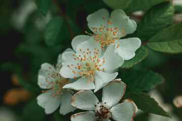 Multiflora Rose