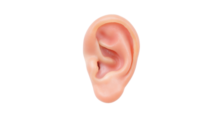 Realistic Human Ear Anatomy Pink Skin Tone Isolated on Transparent Background Clipart