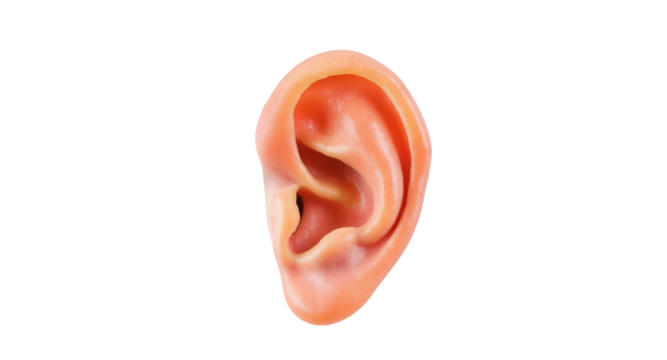 Realistic Human Ear Anatomy Detailed Clipart on Transparent Background for Medical Educational Purpose