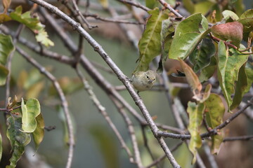 The yellow-browed tit (Sylviparus modestus) is a species of bird in the family Paridae. It is placed in the monotypic genus Sylviparus.