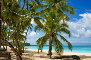 A tropical beach with golden sand, coconut palms and an azure ocean backdrop.