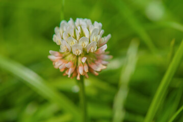 Clover macro photo. White clover flower on a blurred green background.