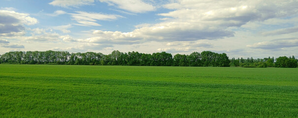 Beautiful green grass field and trees with clouds and sky