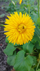 Yellow chamomile terry doronicum in the garden, spring flower
