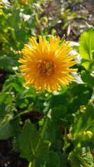 Yellow chamomile terry doronicum in the garden, spring flower
