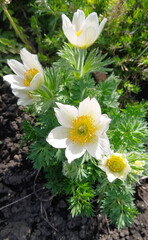 Wild flower white pulsatilla patens isolated on white background