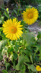 Yellow chamomile doronicum in the garden, spring flower