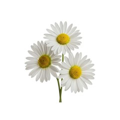 Three daisies bouquet isolated on white background
