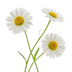 Obraz premium Three daisies on stems isolated on white background