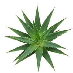 Top view of aloe vera plant isolated on white background