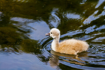 A closeup shot of a mute swan cygnet swimming on the  lake, spring  time, new life