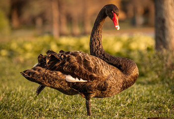 a beautiful black swan captured in garden, Cygnus atratus.