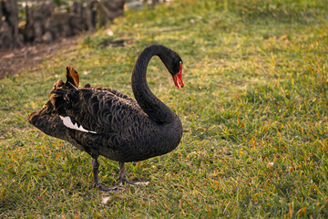 a beautiful black swan captured in garden, Cygnus atratus.
