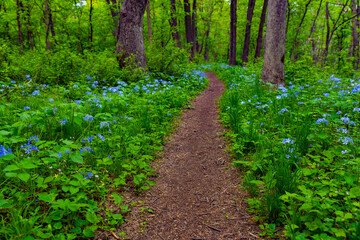 Scenic Forest Trail with Blue Flowers