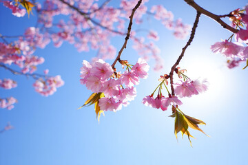 Obraz premium Blossoming Cherry Blossoms Against a Vibrant Blue Sky – Spring Serenity