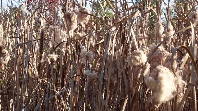 Bulrush Fluff