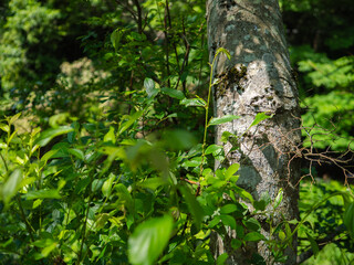 植物が生い茂った森の中の木と葉 オーガニック