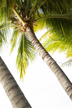 Vertical image looking up at  palm trees.