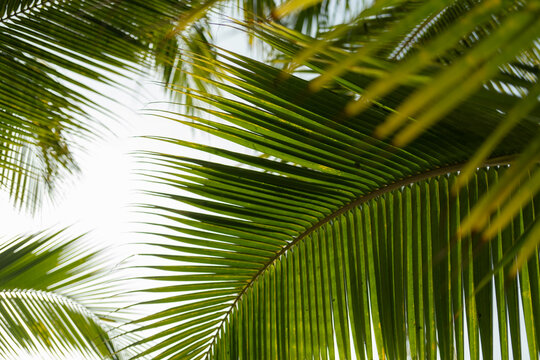 Vertical image of overlapping palm leaves.