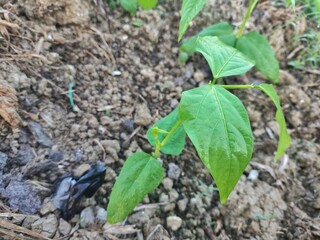 Close-up of green bean plants growing in a garden bed