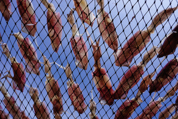 drying squid on the net