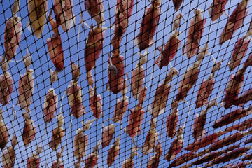 drying squid on the net