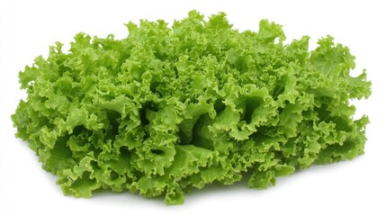 Fresh green lettuce head