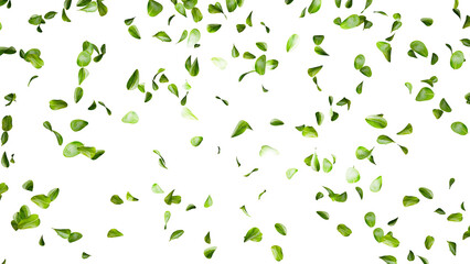 若葉、青葉がたくさん舞うイメージ