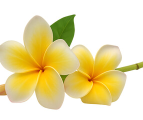 Fototapeta premium Realistic Yellow White Frangipani Plumeria Flowers with Leaf Isolated