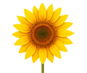 Naklejka premium Detailed Close-up of Yellow Sunflower Head Isolated