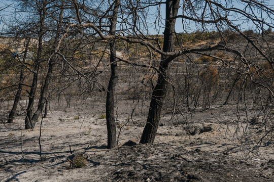 Wildfire aftermath reveals charred trees and devastated landscape