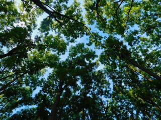 Into the Trees