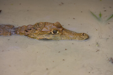 The white caiman, master of camouflage and patience, rests along the banks of Pacaya Samiria. A glimpse into the stillness and mystery of the Amazon’s top predators.