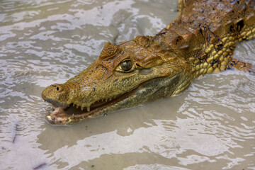 The white caiman, master of camouflage and patience, rests along the banks of Pacaya Samiria. A glimpse into the stillness and mystery of the Amazon’s top predators.