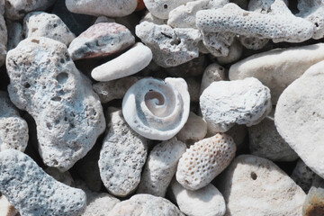 Close-up of natural white coral stones and a spiral seashell arranged on the beach, photographed at Hon Do (Red Island), Nha Trang, Vietnam, on June 1st. The image highlights the textures and organic 