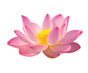 Pink Lotus Flower (Nelumbo Nucifera) with Yellow Seed Pod Isolated